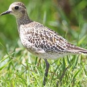 Pacific Golden-Plover